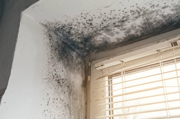 Affordable Mold Removal solutions in Wharton, NJ